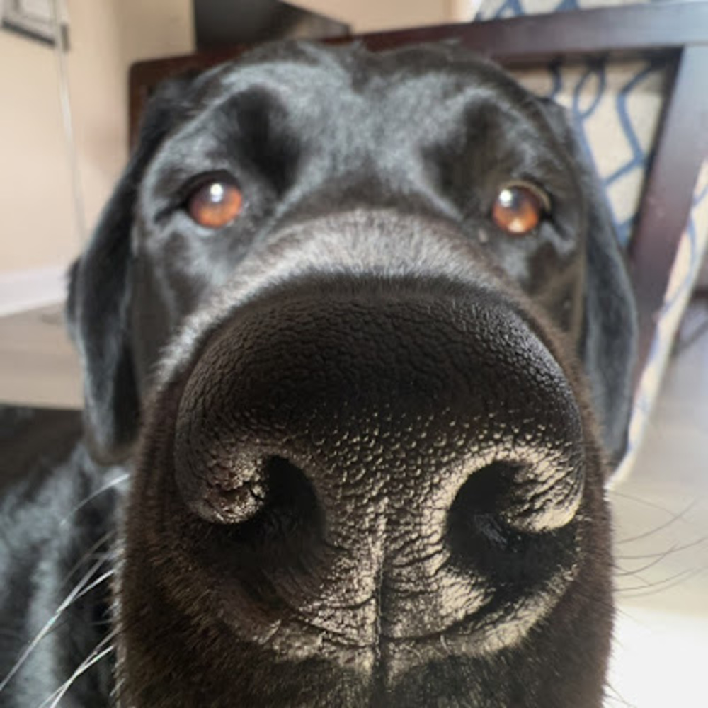 Meet your Posher, Maxwell